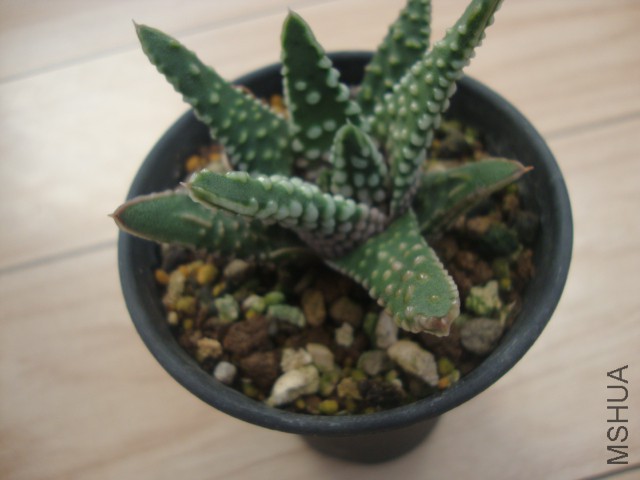 DSC04222.JPG