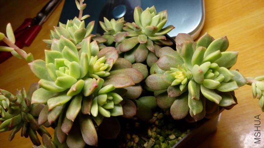 ����˹ϸ��