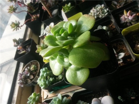 �ٺ�����20160131.jpg