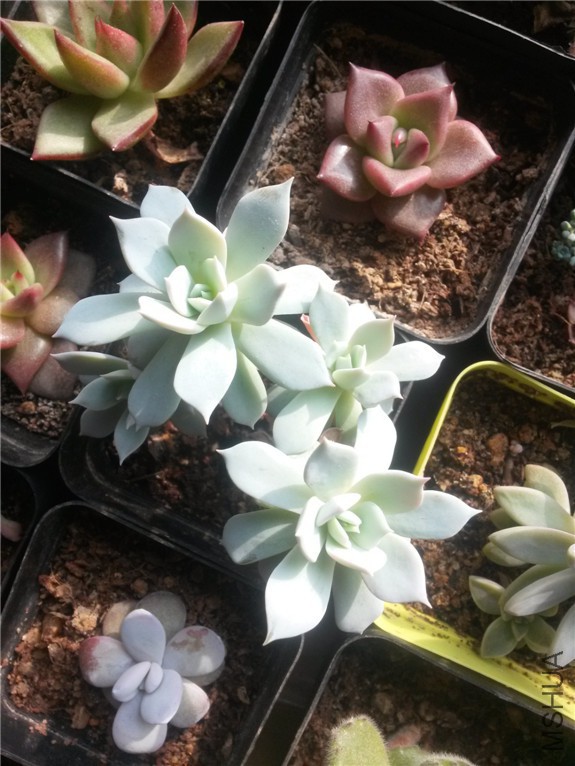 ��Ҷ����1 20160131.jpg