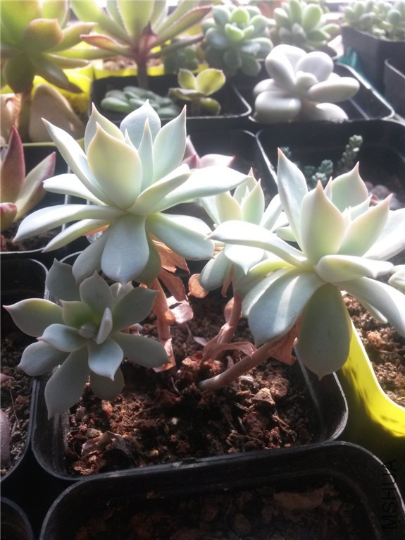 ��Ҷ����20160131.jpg