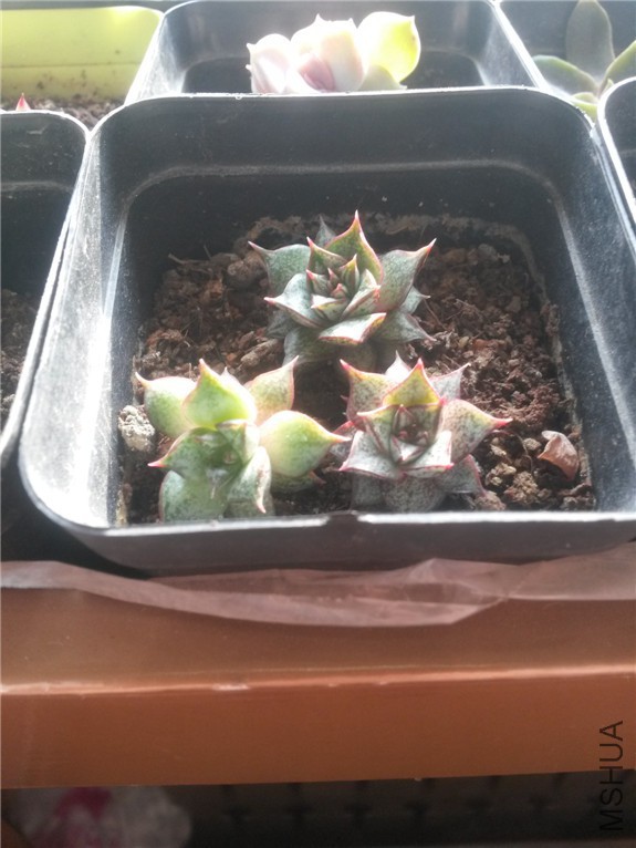 ��ͽ� 20160131.jpg