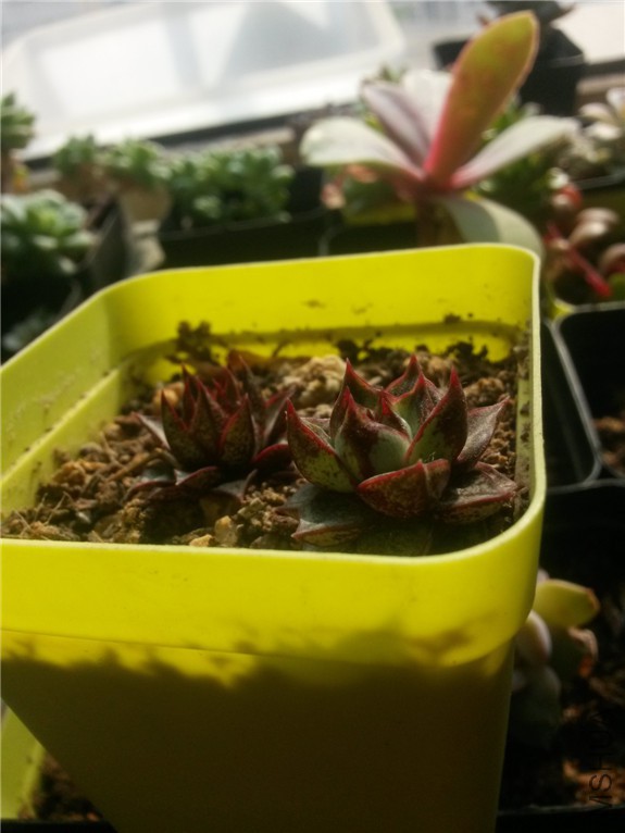 ��ͽ�1 20160131.jpg