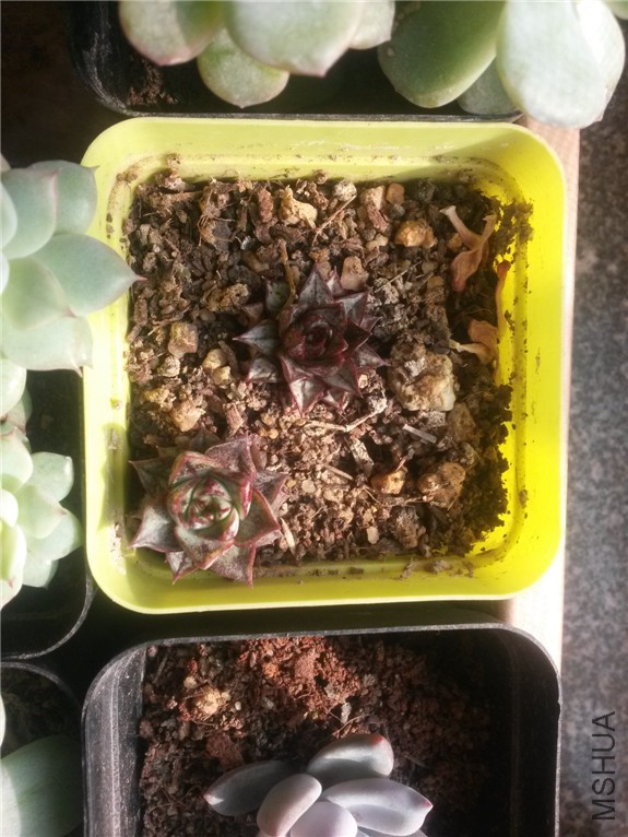 ��ͽ�3 20160131.jpg