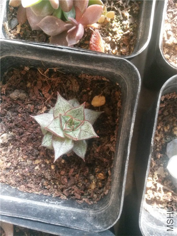 ��ͽ�4 0160131.jpg