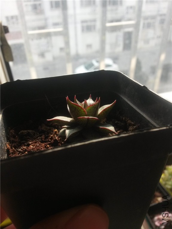 ��ͽ� 0160131.jpg