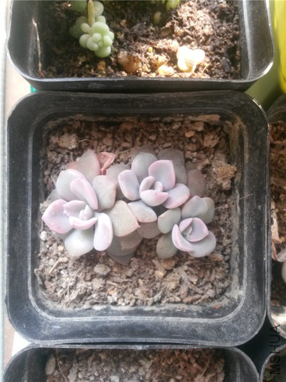 ���1 20160131.jpg