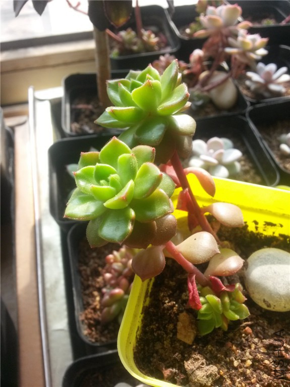 ����1 20160131.jpg