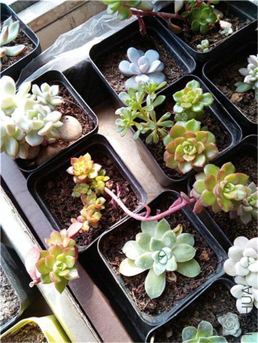 ����2 20160131.jpg