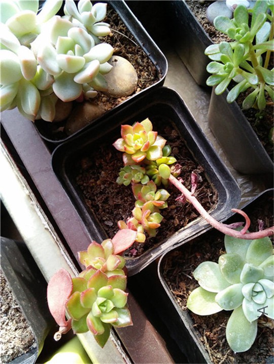 ����1  20160131.jpg