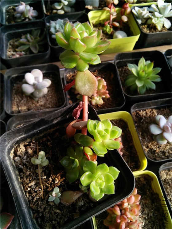 ����4   20160131.jpg