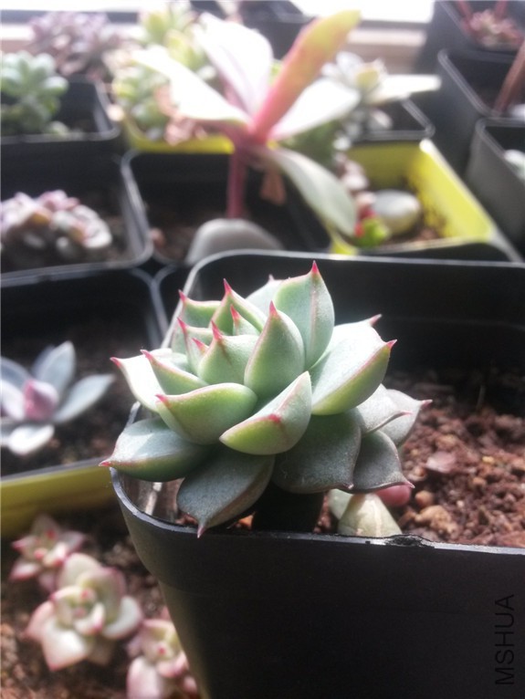 ���Ȱ��� 20160131.jpg