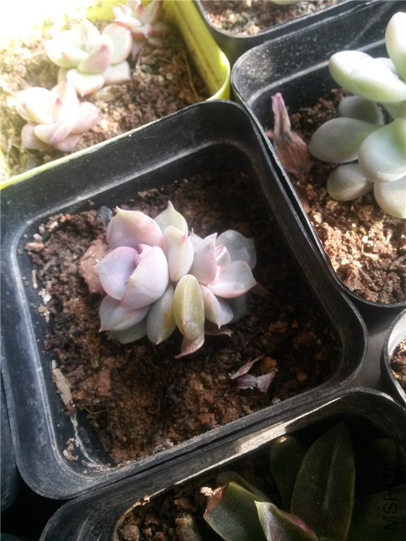 ��ŷ�� 20160131.jpg