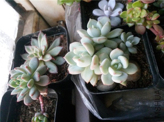 ���� 20160123.jpg