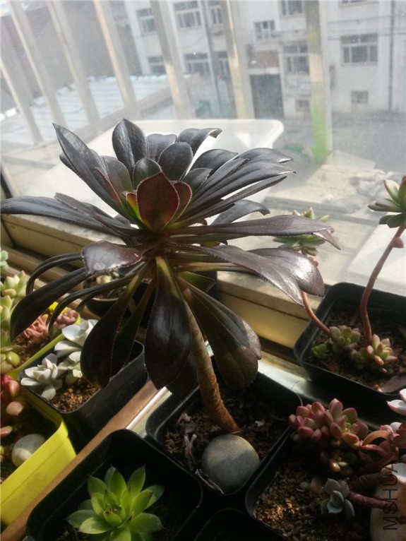 �ڷ�ʦ 20160131.jpg