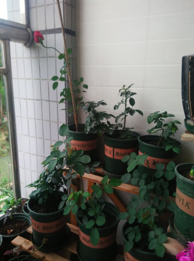 ��Ȥ���Ļ������������һλ��Ƣ����ʦ��