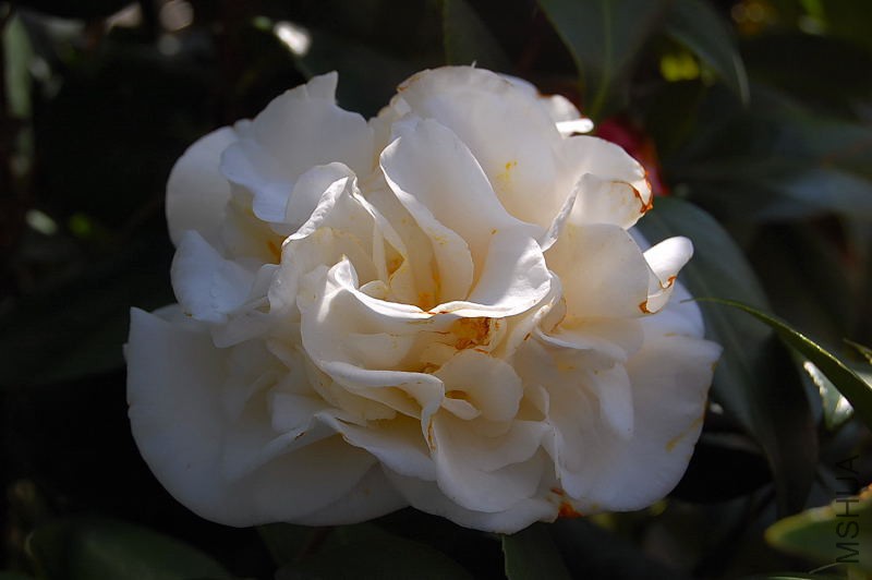 DSC_18030024.JPG