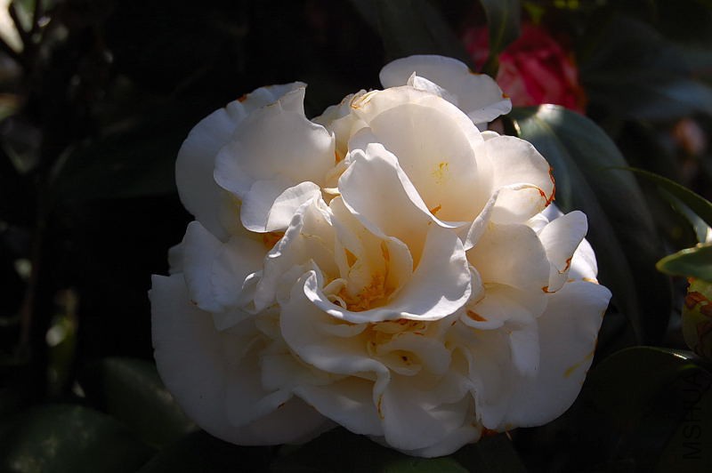 DSC_18040025.JPG