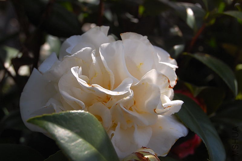 DSC_18100031.JPG