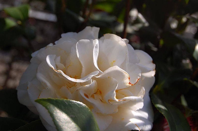 DSC_18090030.JPG