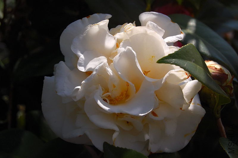 DSC_18080029.JPG