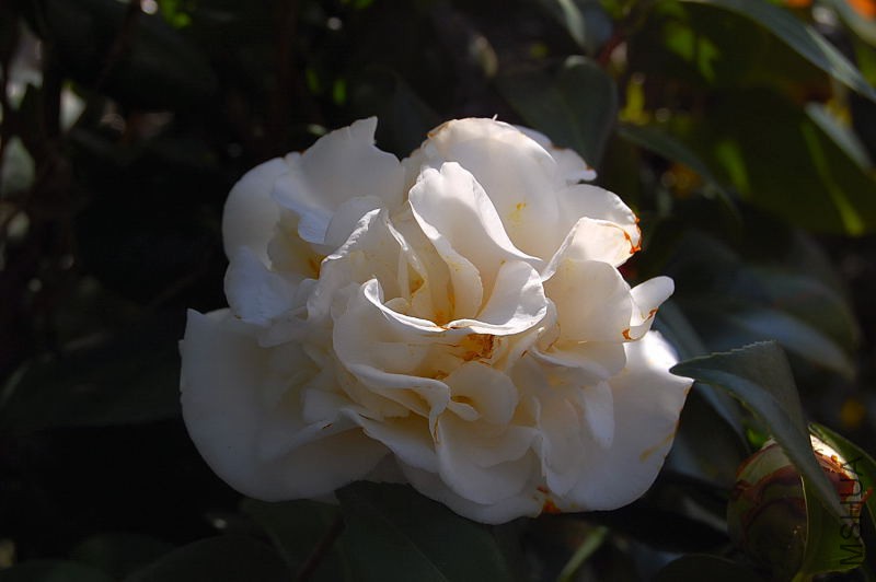 DSC_18050026.JPG