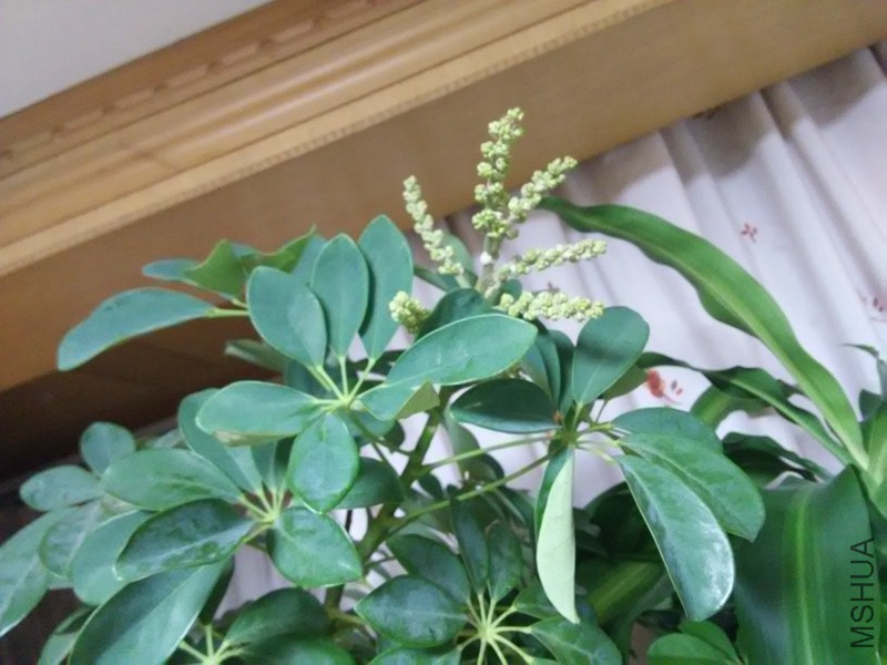 18��Ѽ��ľ����.jpg