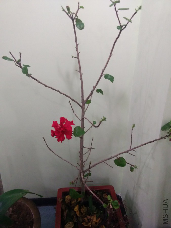 2015��ʥ���ڿ��ŵķ�ɣ.jpg