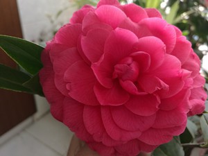 IMG_20160217_095233_����.jpg