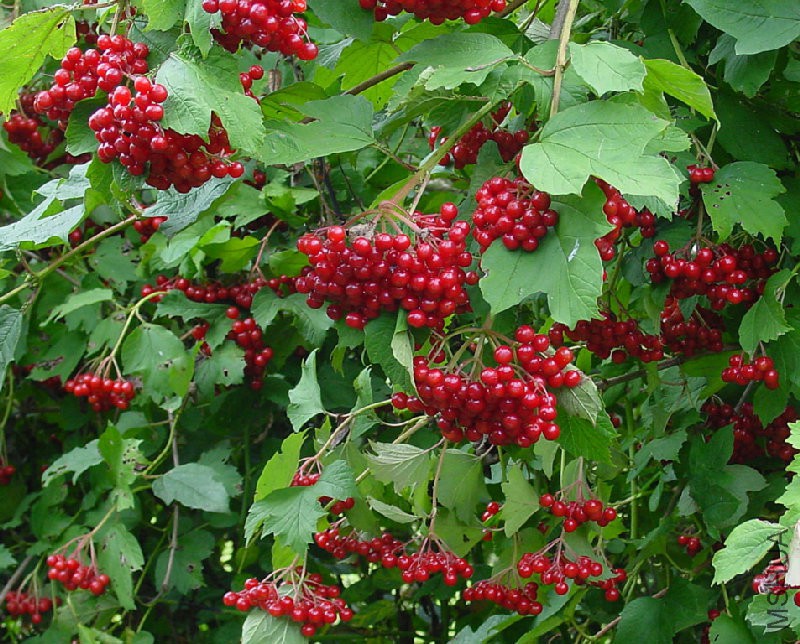 Viburnum_opulus_C.jpg