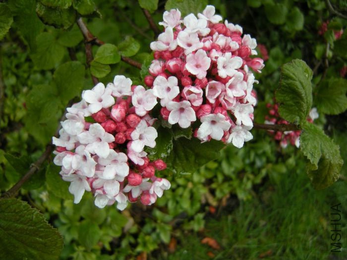 Viburnum-carlesii-Aurora-19901402.jpg