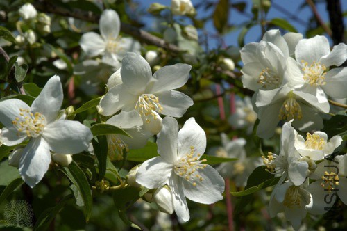 Philadelphus-lewisiiBlizzard500.jpg