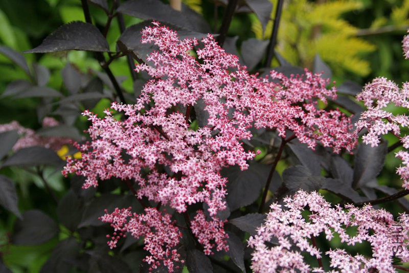 Sambucus-Black-Beauty--2.jpg