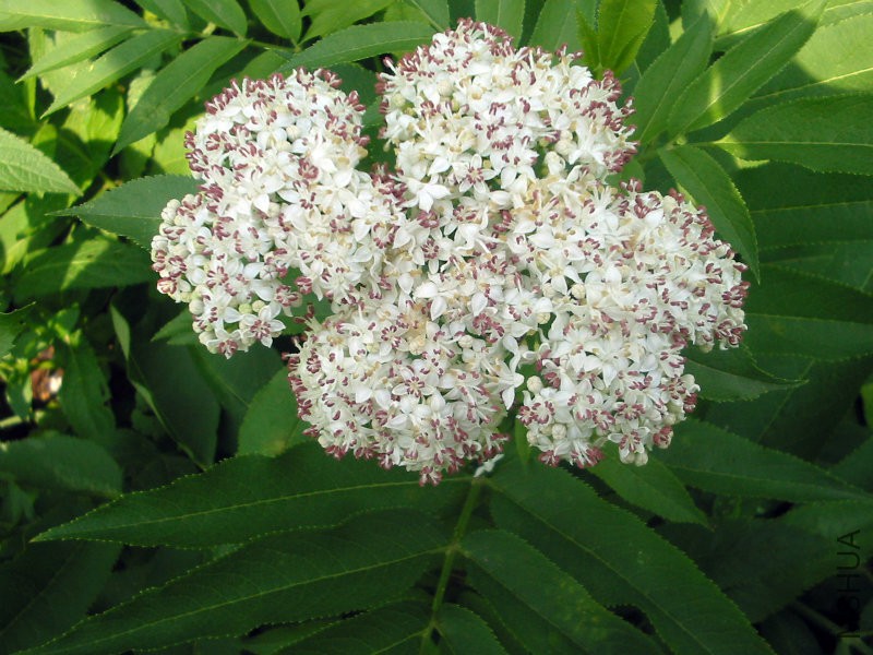 Sambucus_ebulus_bgiu.jpg