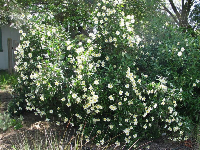 Carpenteria shrub in blm 6.jpg