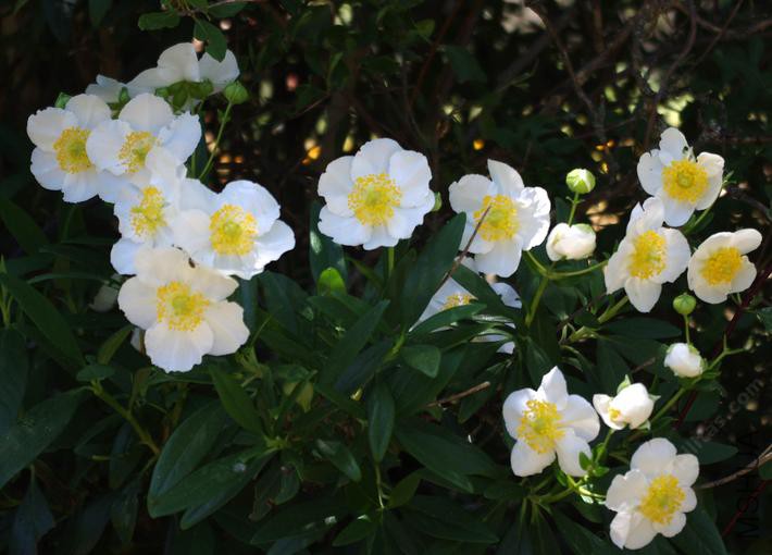 carpenteria-californica.jpg