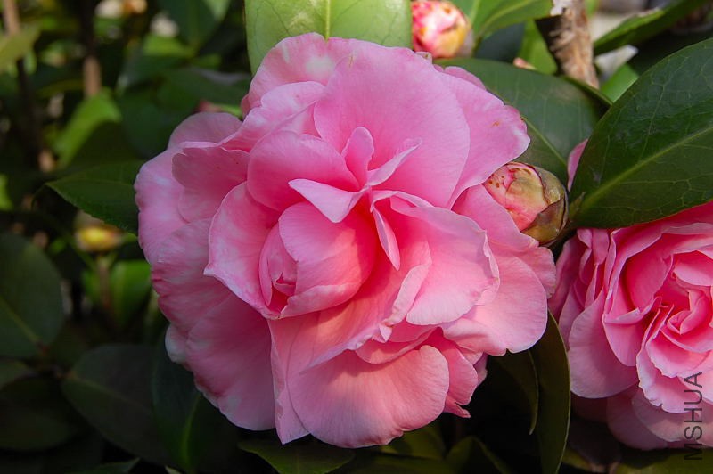 DSC_22610126.JPG