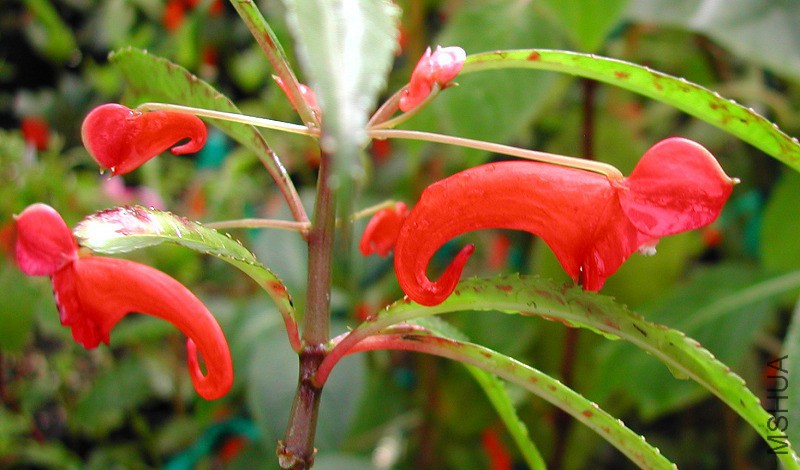 Impatiens_catatii_2298.jpg