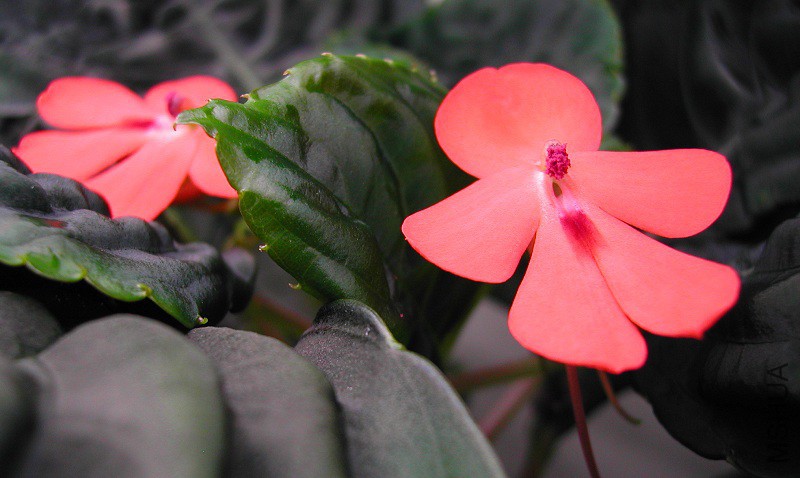 Impatiens_cinnabarina_2_8949.jpg