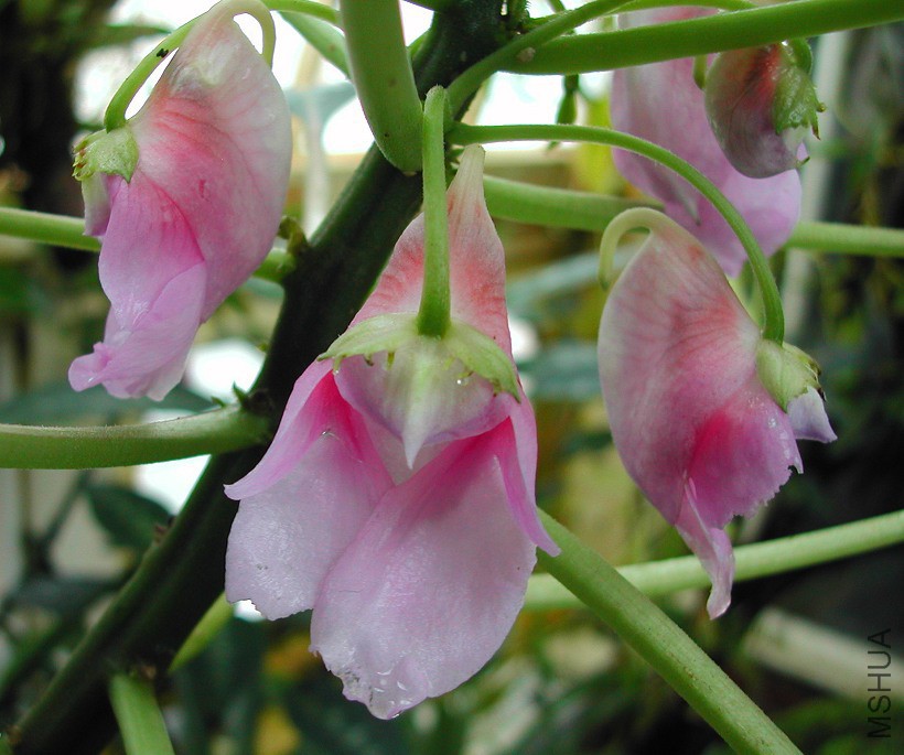Impatiens_claeri_mackeyana_1749.jpg