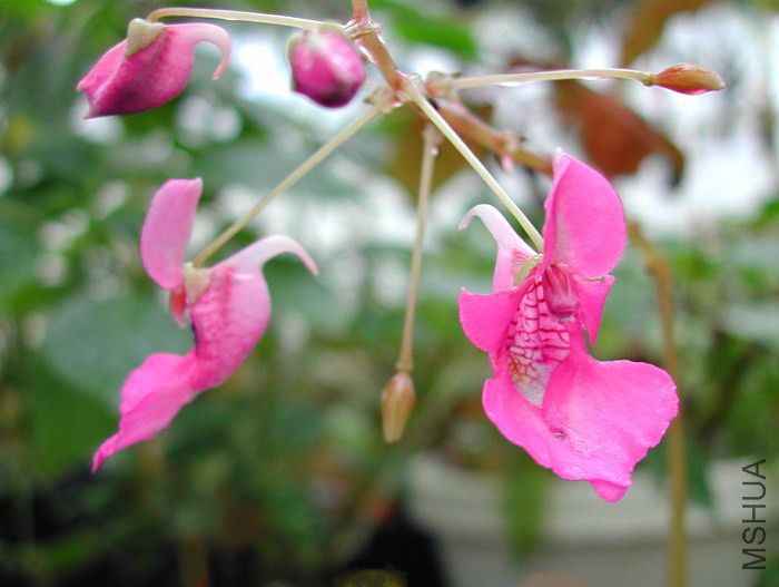 Impatiens_columbaria_Pink_Dove_7557.jpg