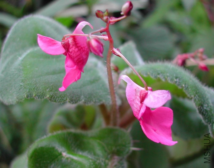 Impatiens_columbaria_Pink_Dove_9521.jpg