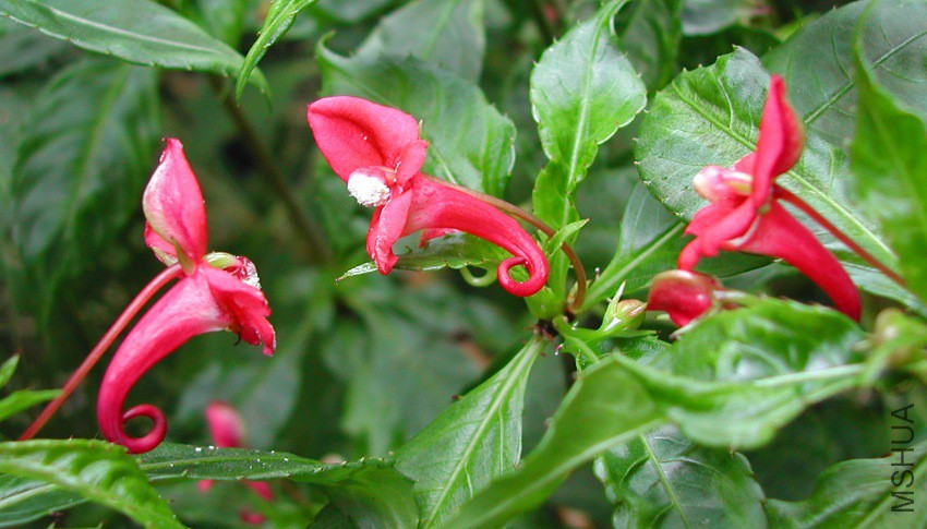 Impatiens_eriosperma_2_7339.jpg