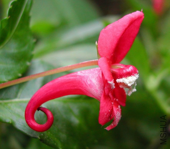 Impatiens_eriosperma_7350.jpg