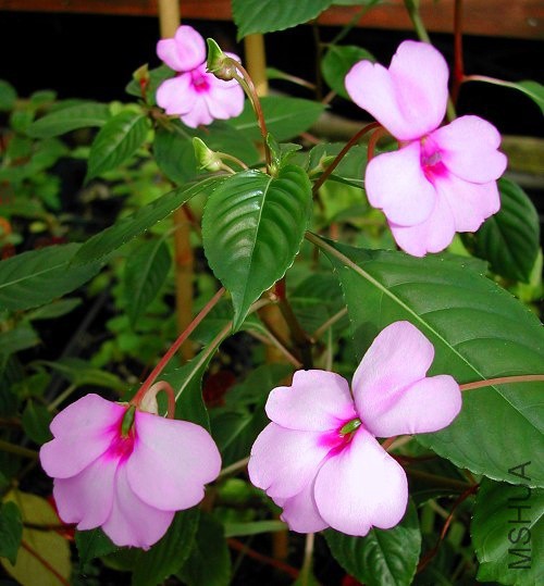 Impatiens_flaccida_2_3901.jpg