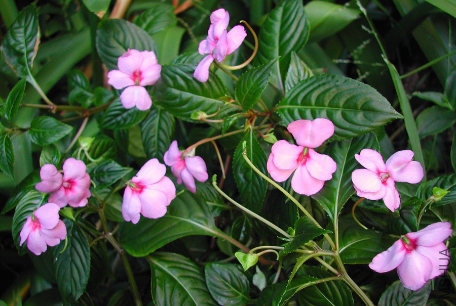 Impatiens_flaccida_2_6831.jpg