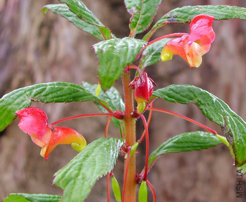 Impatiens_gomphophylla_7240.jpg