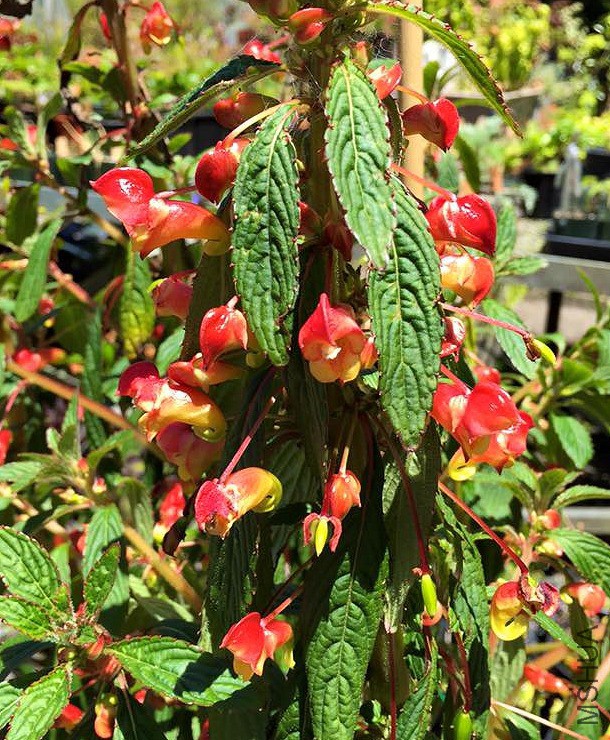 Impatiens_gomphophylla_Derick_Pitman.jpg
