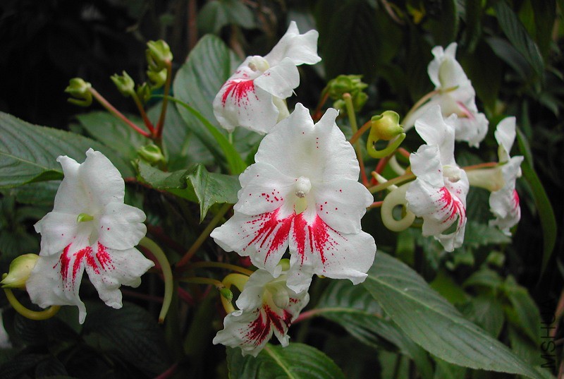 Impatiens_grandis_8667.jpg