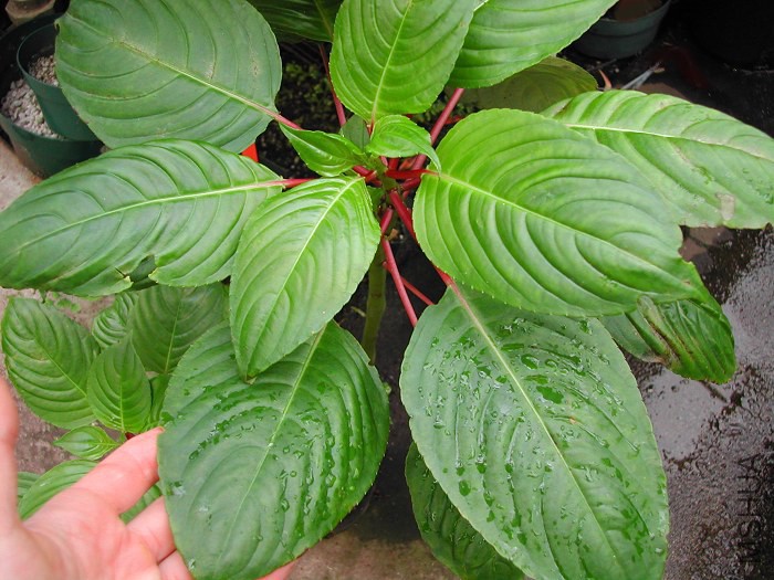 Impatiens_grandis_1139.jpg